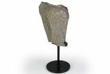 Fossil Theropod Metatarsal Section w/ Metal Stand - Colorado #383257-1